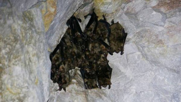 Sčítání netopýrů – Srbsko 8. 2. 2020